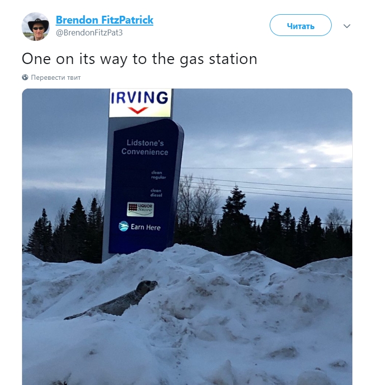 Морские котики вышли на дорогу и заблокировали движение